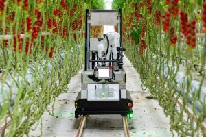 Certhon Build Denso cherry tomato harvesting robot